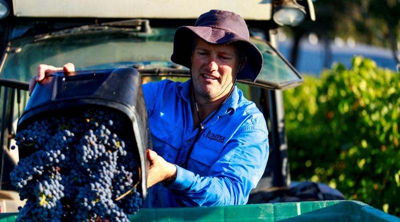 Ianto Ward sums up the 2021 vintage - Juniper Estate