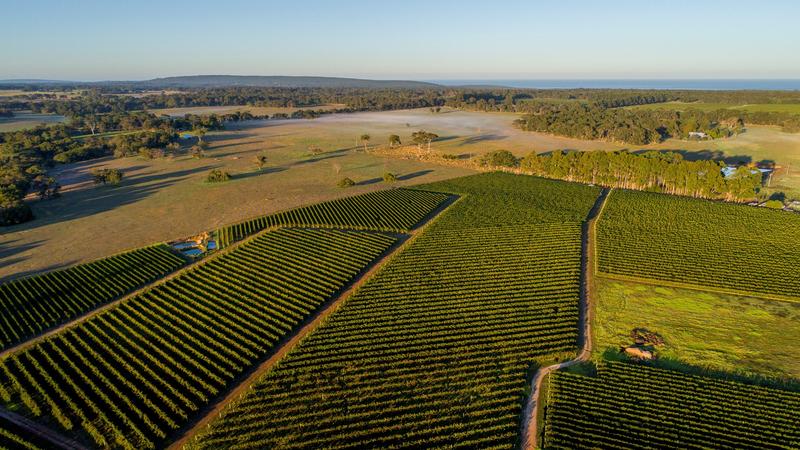 Juniper's 2022 vintage - Juniper Estate