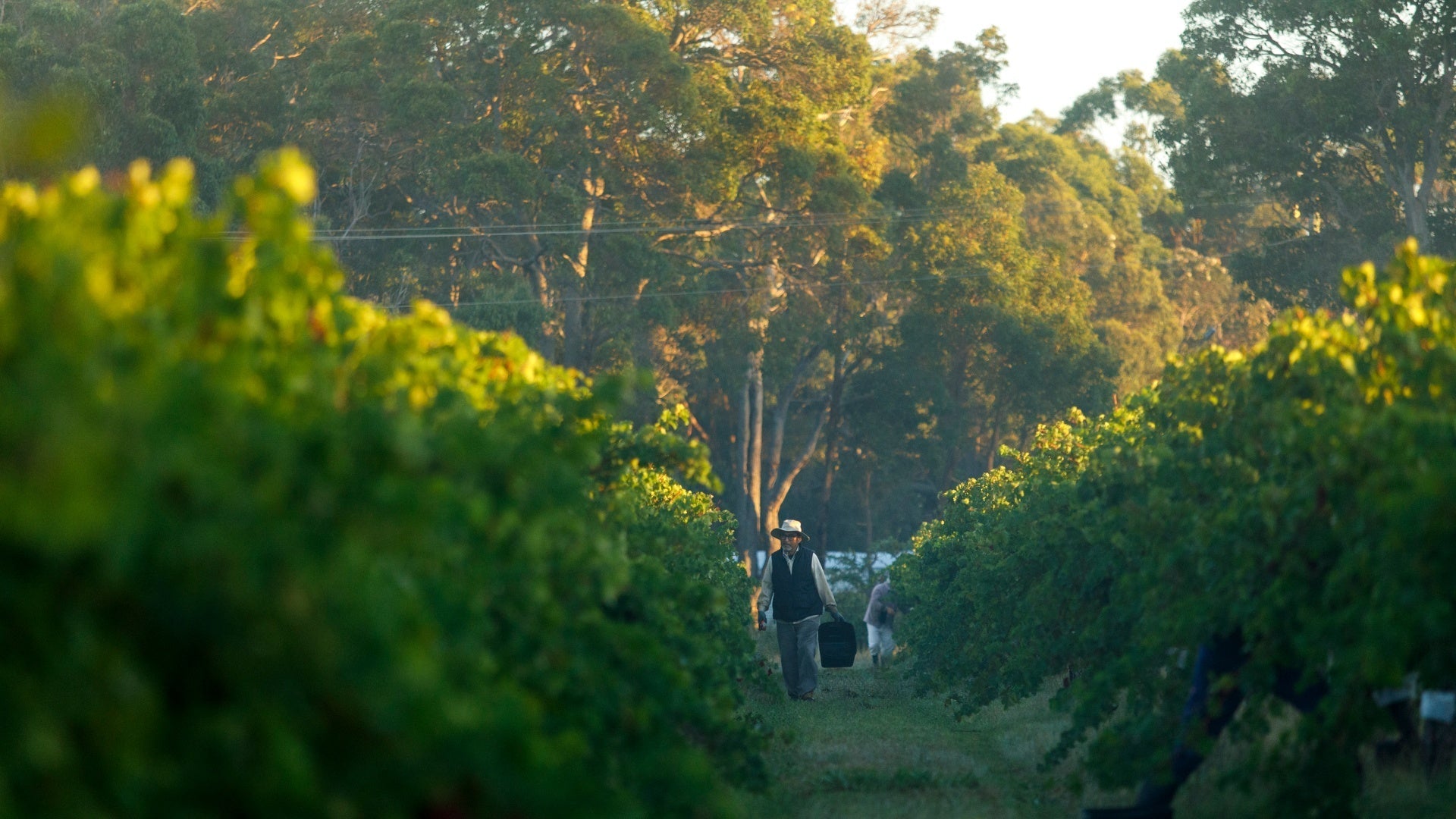 Vintage 2024 is underway - Juniper Estate